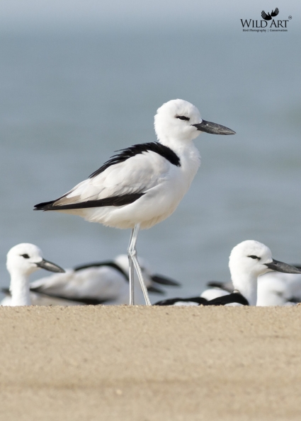 Crab Plover (Dromadidae)