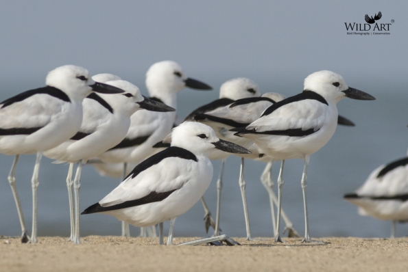 Crab Plover (Dromadidae)