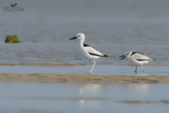 Crab Plover (Dromadidae)