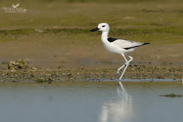 Crab Plover (Dromadidae)