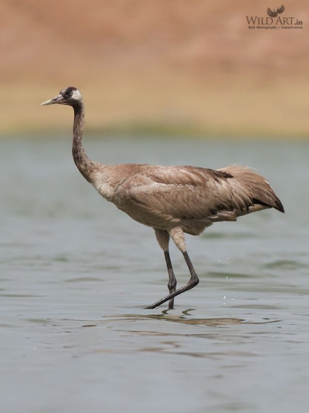 Cranes (Gruidae)