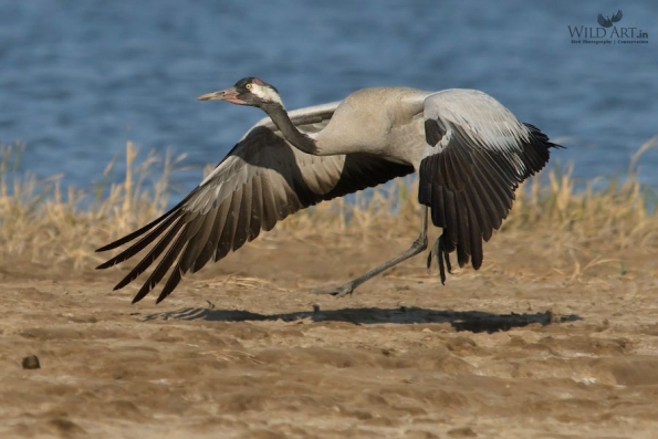 Cranes (Gruidae)