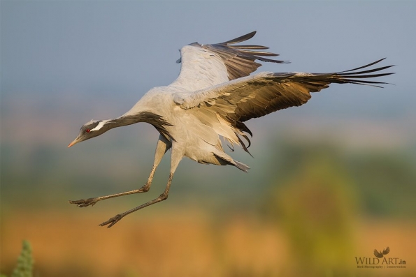 Cranes (Gruidae)
