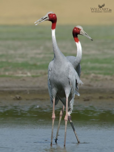 Cranes (Gruidae)
