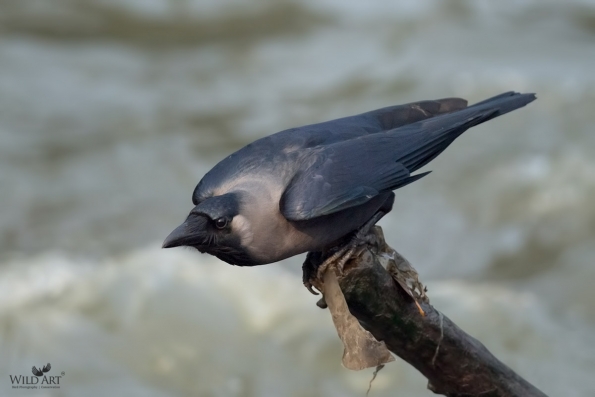 Crows, Jays (Corvidae)