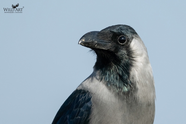 Crows, Jays (Corvidae)