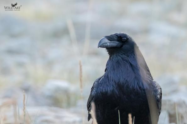 Crows, Jays (Corvidae)