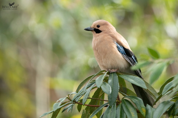 Crows, Jays (Corvidae)