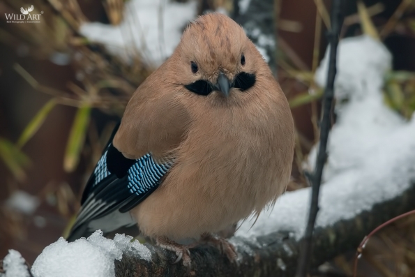 Crows, Jays (Corvidae)