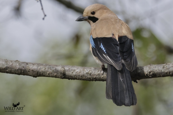 Crows, Jays (Corvidae)