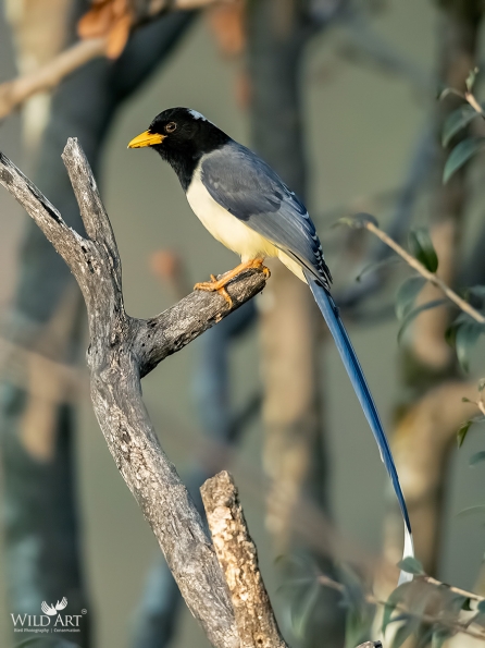 Crows, Jays (Corvidae)