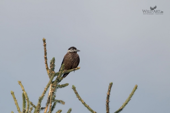Crows, Jays (Corvidae)