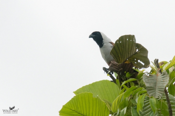 Crows, Jays (Corvidae)