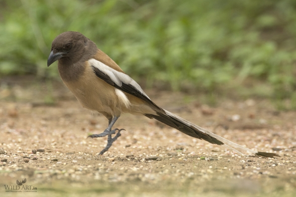 Crows, Jays (Corvidae)