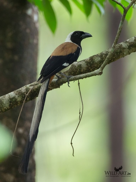 Crows, Jays (Corvidae)