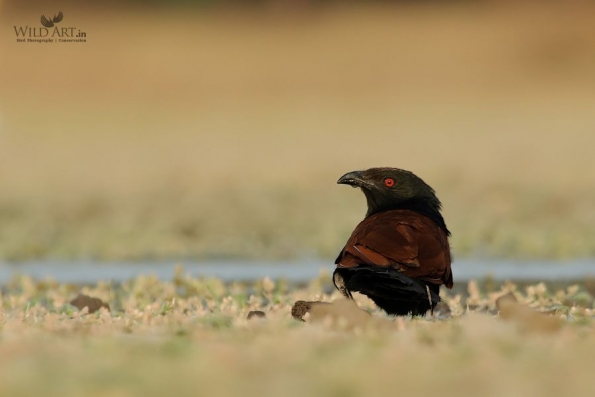 Cuckoos (Cuculidae)