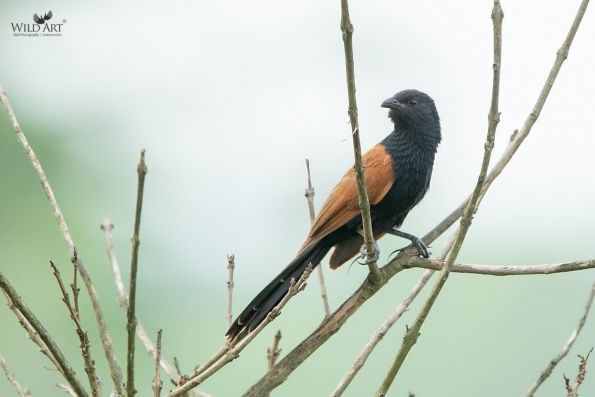 Cuckoos (Cuculidae)
