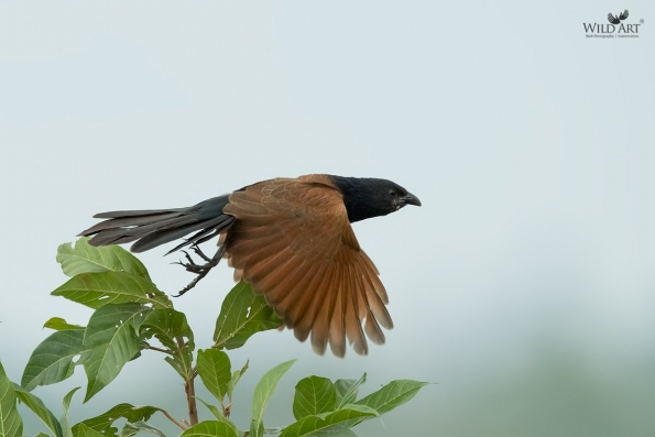 Cuckoos (Cuculidae)