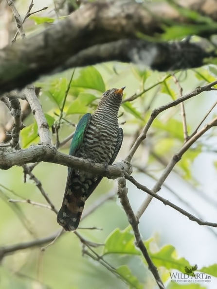 Cuckoos (Cuculidae)