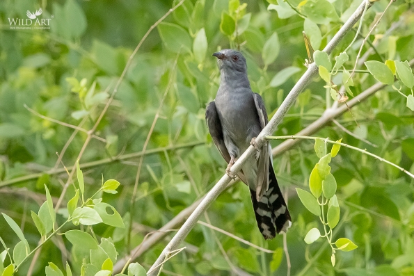 Cuckoos (Cuculidae)