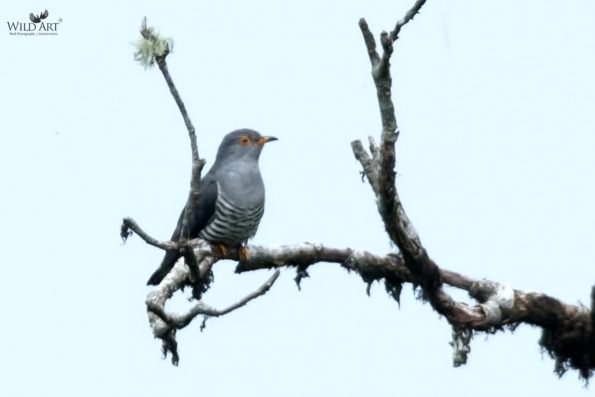 Cuckoos (Cuculidae)