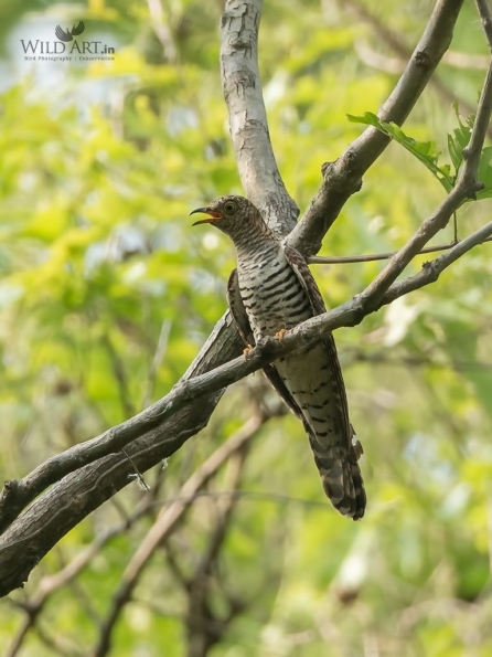 Cuckoos (Cuculidae)