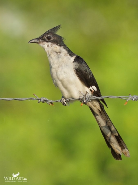 Cuckoos (Cuculidae)