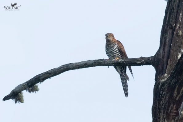 Cuckoos (Cuculidae)