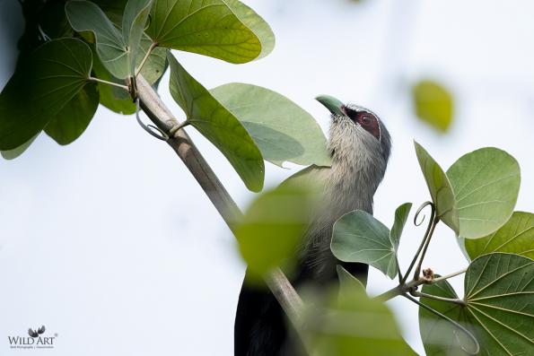 Cuckoos (Cuculidae)