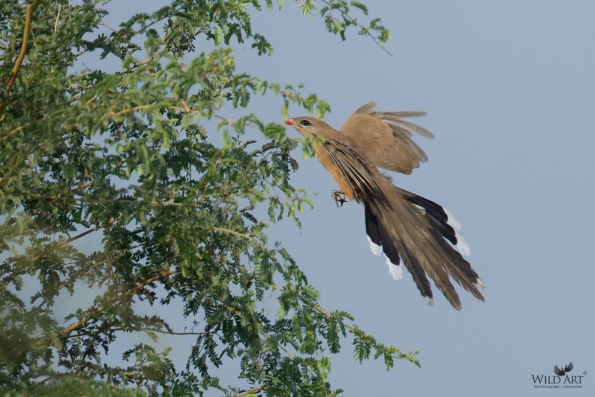 Cuckoos (Cuculidae)