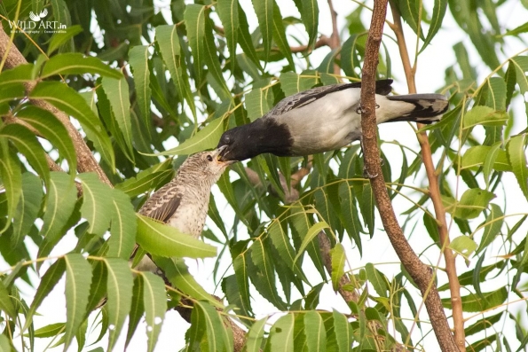 Cuckooshrikes, Minivets (Campephagidae)