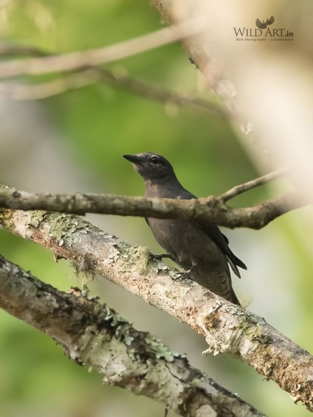 Cuckooshrikes, Minivets (Campephagidae)