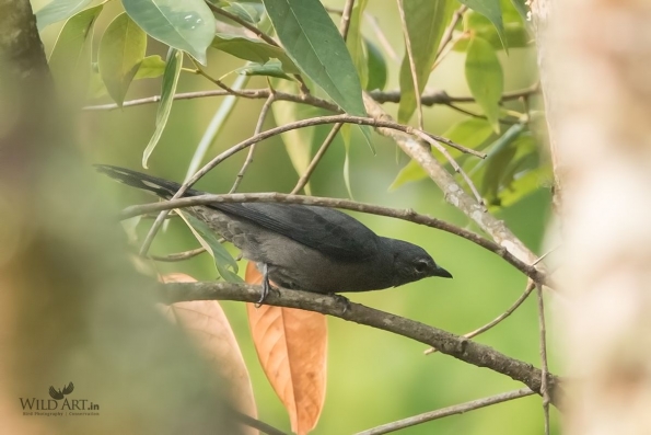 Cuckooshrikes, Minivets (Campephagidae)