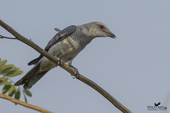 Cuckooshrikes, Minivets (Campephagidae)