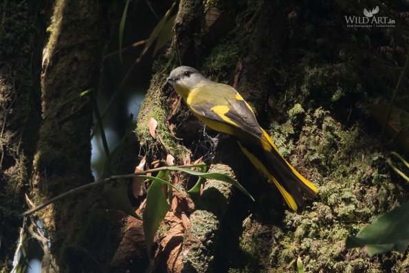 Cuckooshrikes, Minivets (Campephagidae)