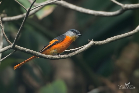 Cuckooshrikes, Minivets (Campephagidae)