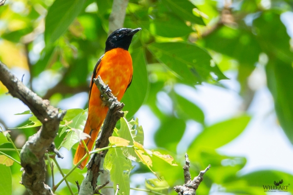 Cuckooshrikes, Minivets (Campephagidae)