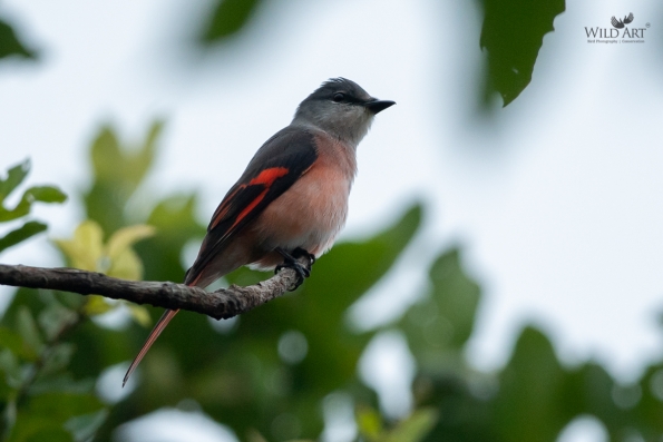 Cuckooshrikes, Minivets (Campephagidae)
