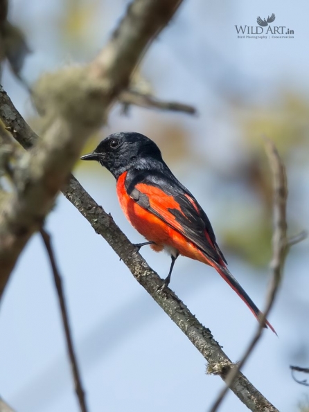 Cuckooshrikes, Minivets (Campephagidae)