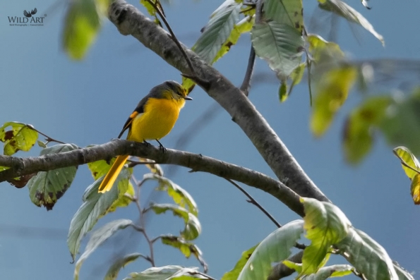 Cuckooshrikes, Minivets (Campephagidae)
