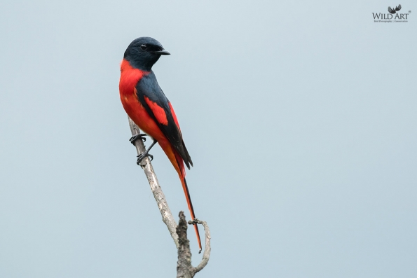 Cuckooshrikes, Minivets (Campephagidae)