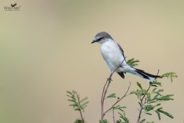 Cuckooshrikes, Minivets (Campephagidae)