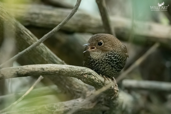 Cupwings (Pnoepygidae)