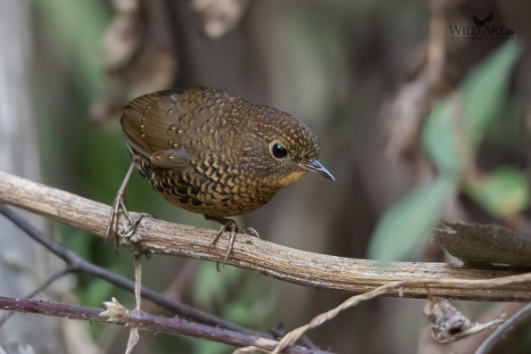 Cupwings (Pnoepygidae)