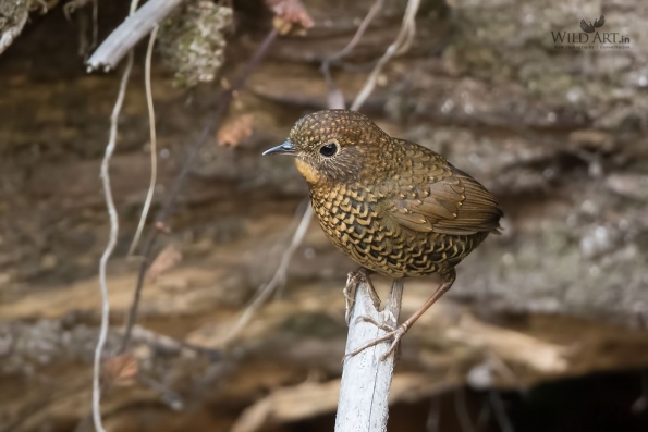 Cupwings (Pnoepygidae)