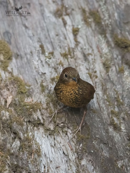 Cupwings (Pnoepygidae)