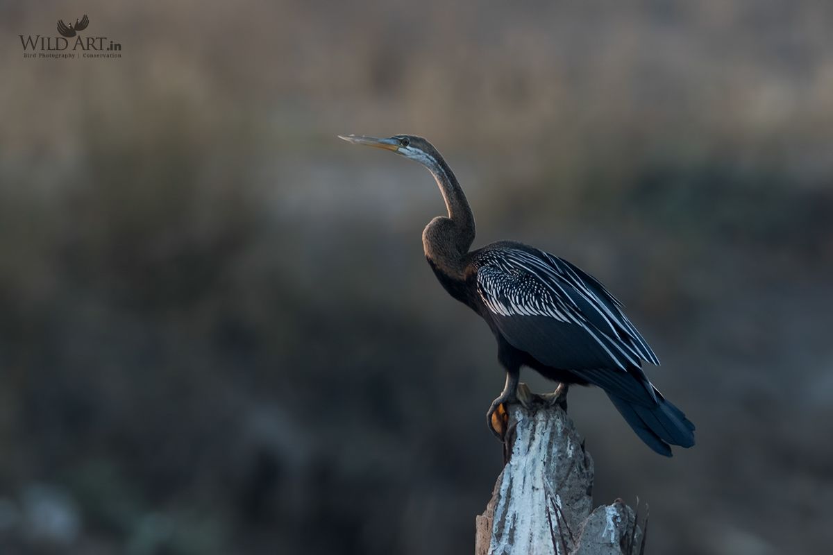 Oriental Darter