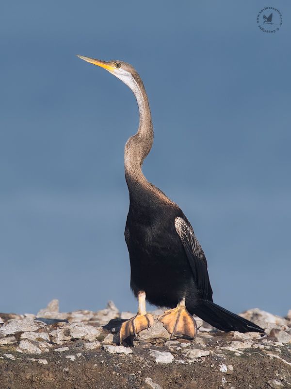 Oriental Darter