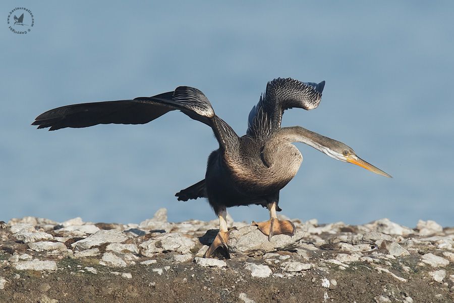 Oriental Darter