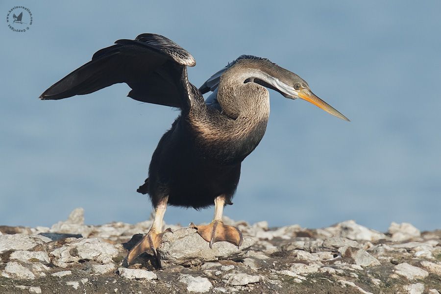 Oriental Darter